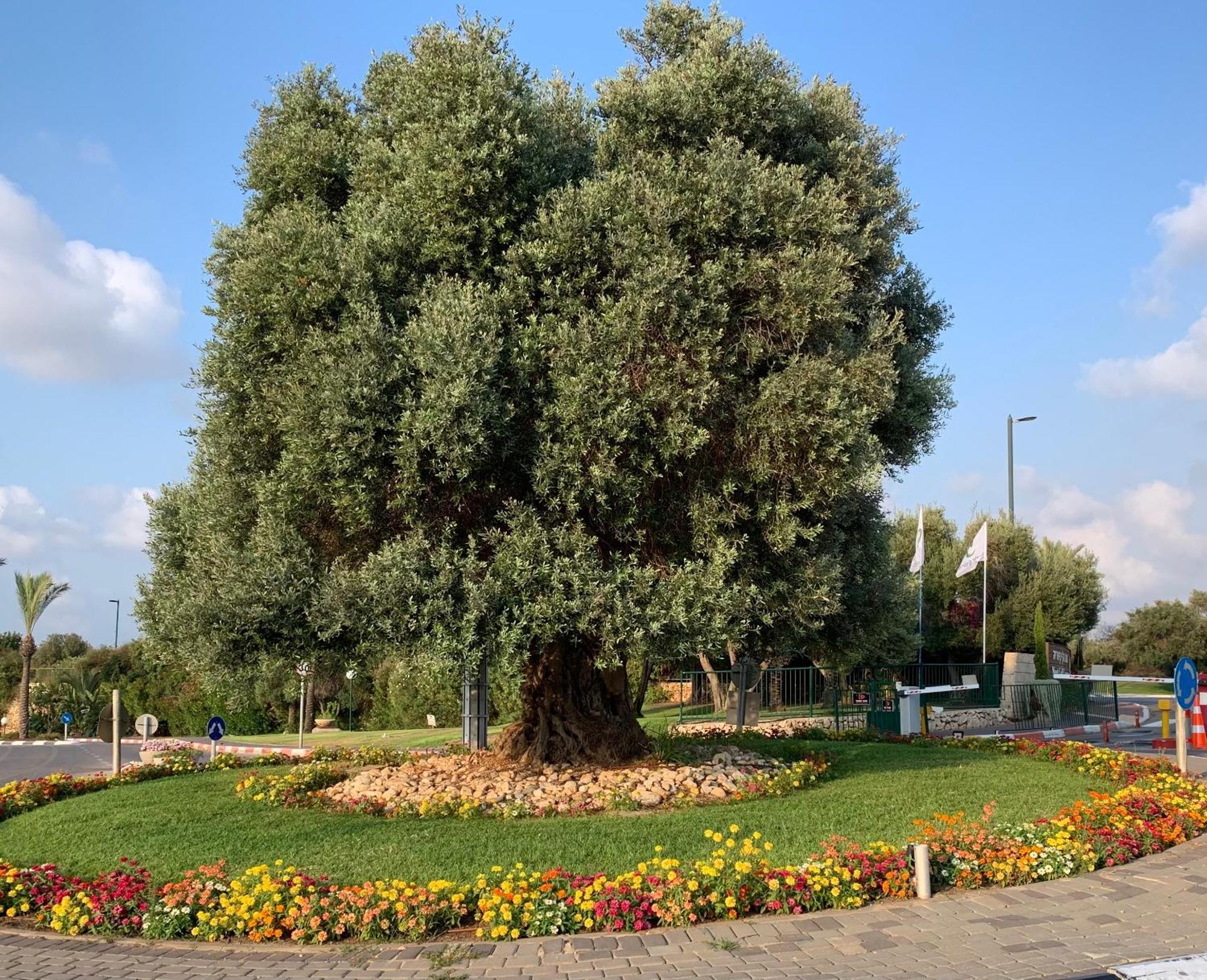 Mina'S Suites - קיסריה ภายนอก รูปภาพ